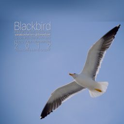 Blackbird <br /> Bird Installation Project <br /> Sir Paul McCartney