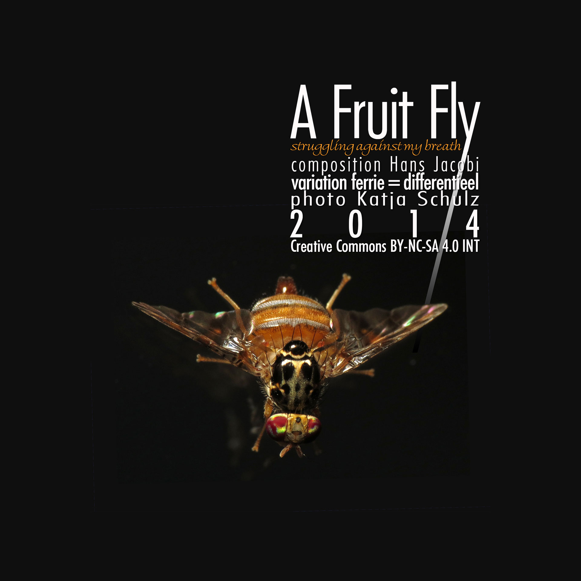 A Fruit Fly  struggling against my breath  Hans Jacobi